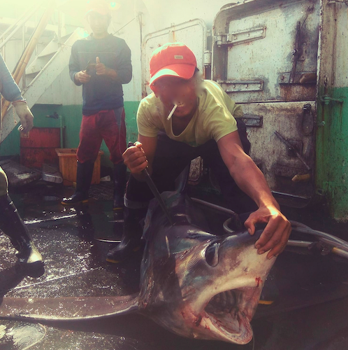 philjacobius's tweet photo. Despite foremen and captains going through deckhands' phones and deleting photos of sharks and other protected species, some deckhands managed to smuggle photos off their ships. https://t.co/94WoDYqlJI