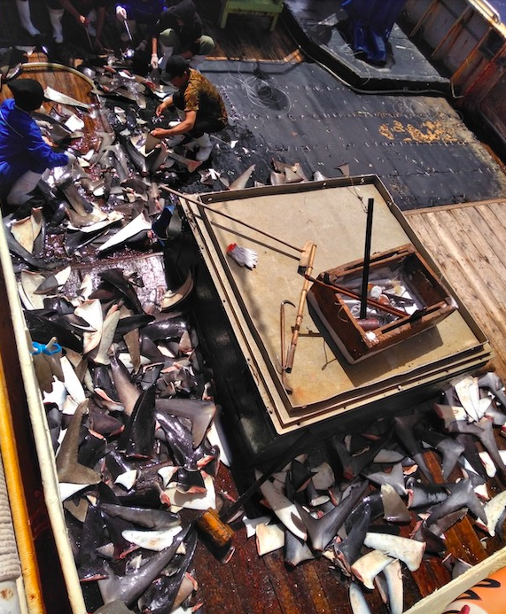 philjacobius's tweet photo. This was taken on the Long Xing 629, a DOF boat that went viral in 2020 after four Indonesian deckhands fell ill and died from nightmarish working conditions.

Experts who reviewed the images identified fins of endangered oceanic whitetip sharks (indicated), among other species. https://t.co/lfSFRaDpJ3