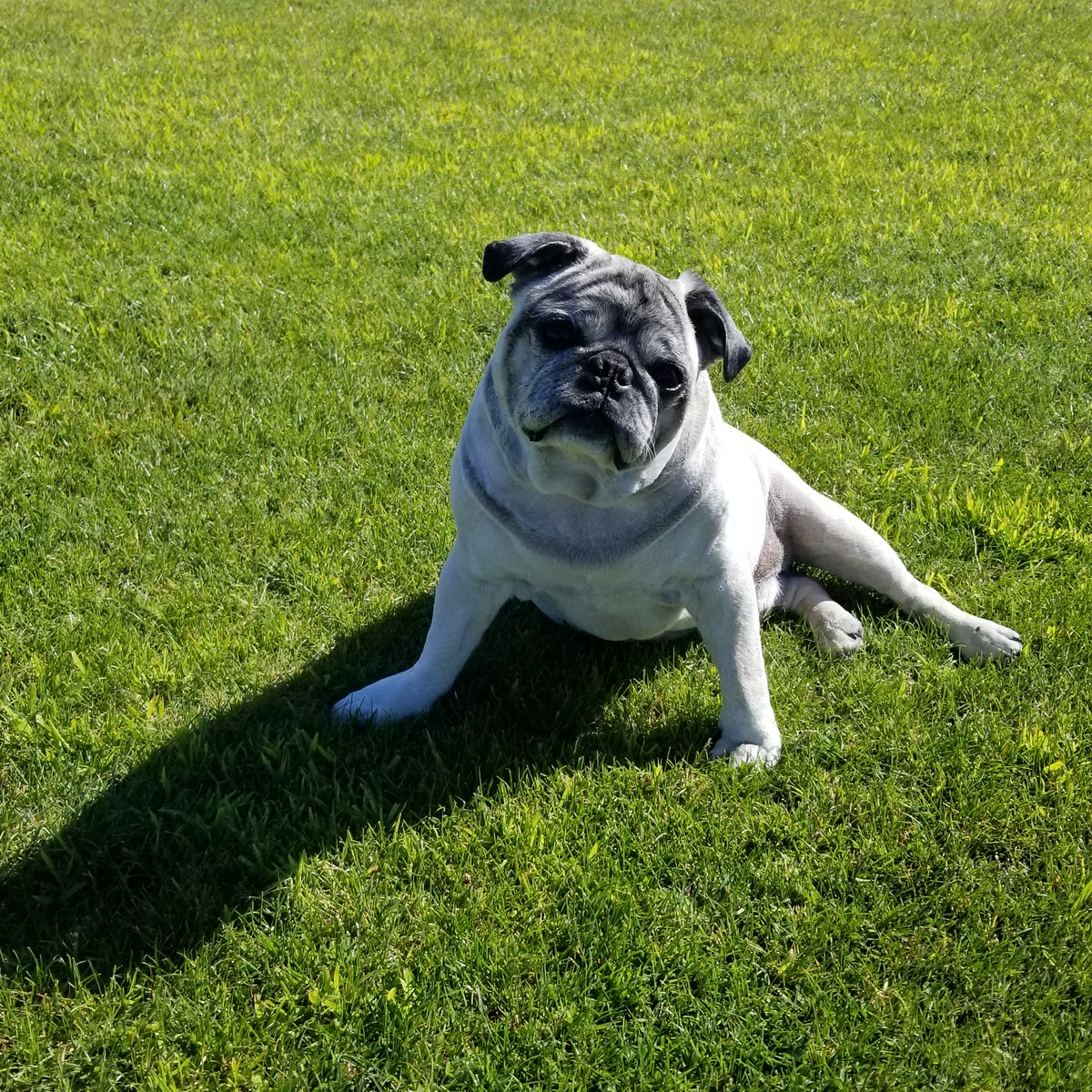 Pug
Name:Papas
Born (08-08-2008)
Died(11-01-2022)

You probably wonder why we are called #papas <a href="/world_papas/">Papas Digital World</a>
We will honored the lil guy with his own #nftcollection

<a href="/opensea/">OpenSea</a> 
#Giveaway #NFTCommmunity #NFTartist 
#freeairdrop #NFTshill #NFTartwork #NewArtist #NFTdrops #doxxed