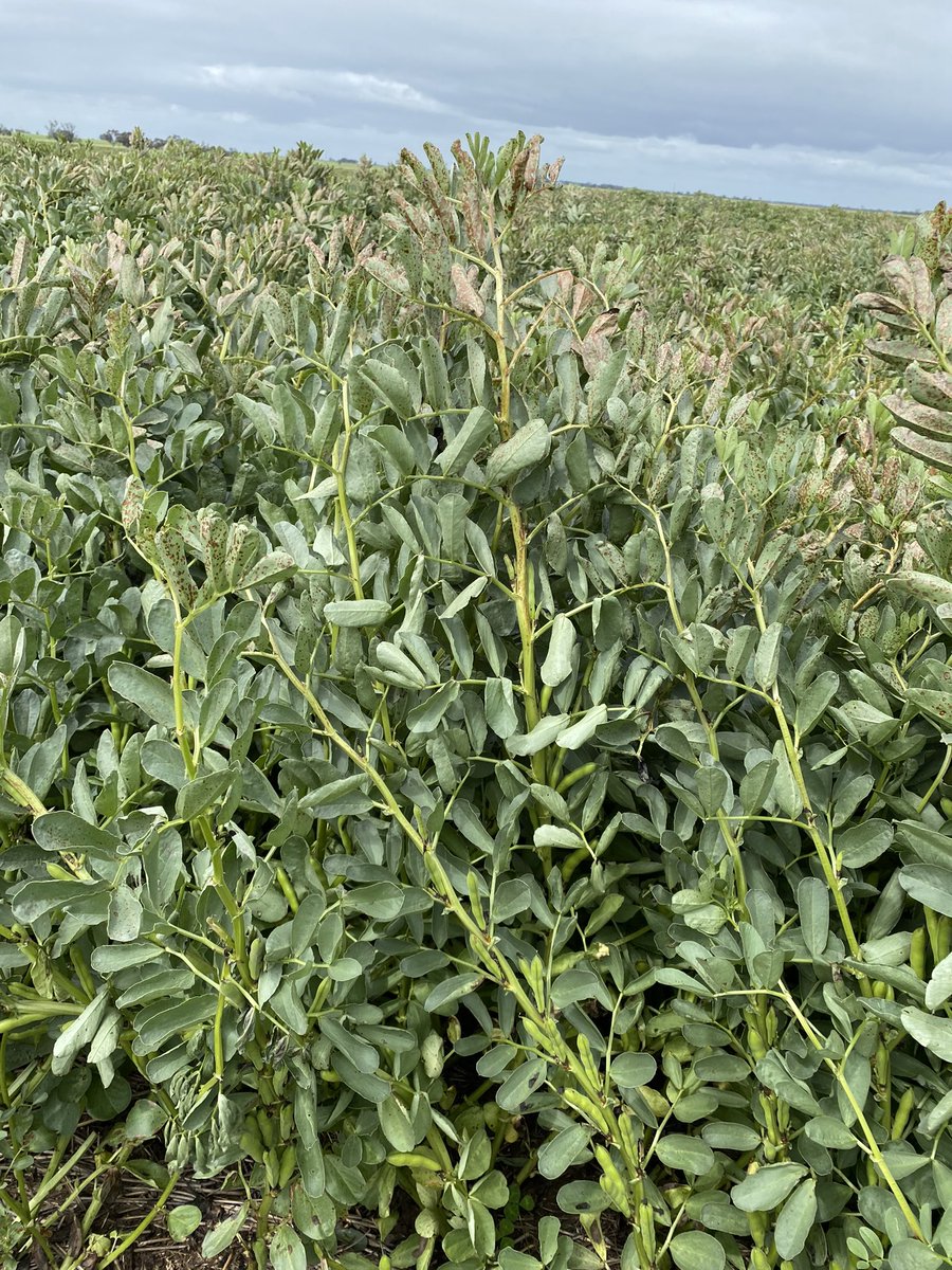 buckets4444's tweet photo. A timely dose of Miravis Star back in early Oct has been critical to best choc spot management I’ve seen this year. Just wish I knew this would be the case and do every pdk like this. Plenty other fungicides applied this yr but decision by grower to do his beans with Miravis 👏👏 https://t.co/BmN93znaQ0