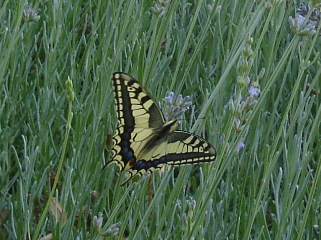 Pollinators (@scotpollinators) on Twitter photo Reading over some excellent <a href="/XpolliProject/">X-Polli:Nation</a> materials recently. Good to see education sector heavily involved, and pollinator citizen science ideas being shared between Scotland and Italy. xpollination.org Reading over some excellent <a href="/XpolliProject/">X-Polli:Nation</a> materials recently. Good to see education sector heavily involved, and pollinator citizen science ideas being shared between Scotland and Italy. xpollination.org