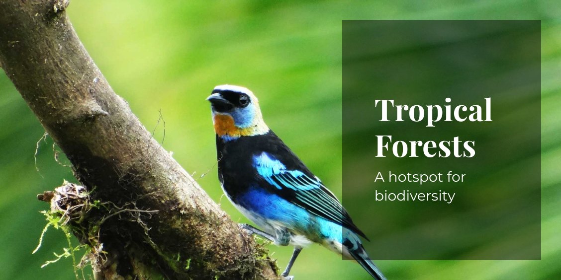 Tropical forests // New Partner // What's up next - mailchi.mp/d83ad9736221/n…