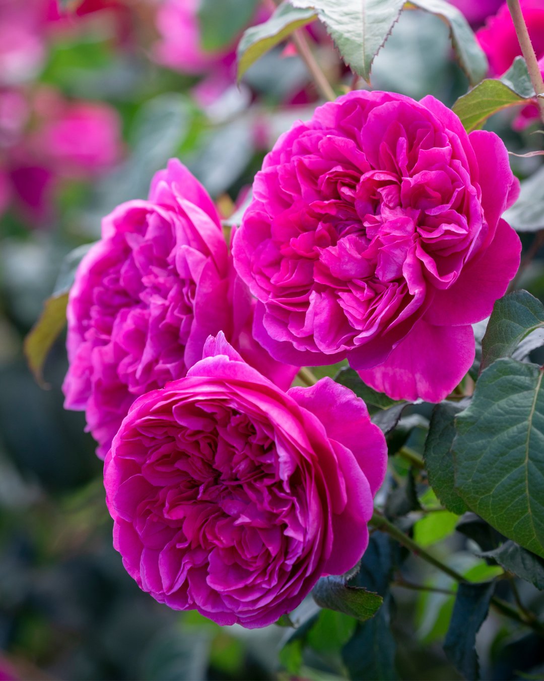 Pink Austin Roses David Austin Roses on Twitter: