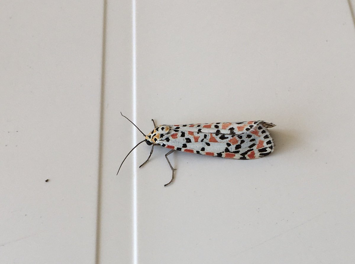 Bill Honeywell tweet media