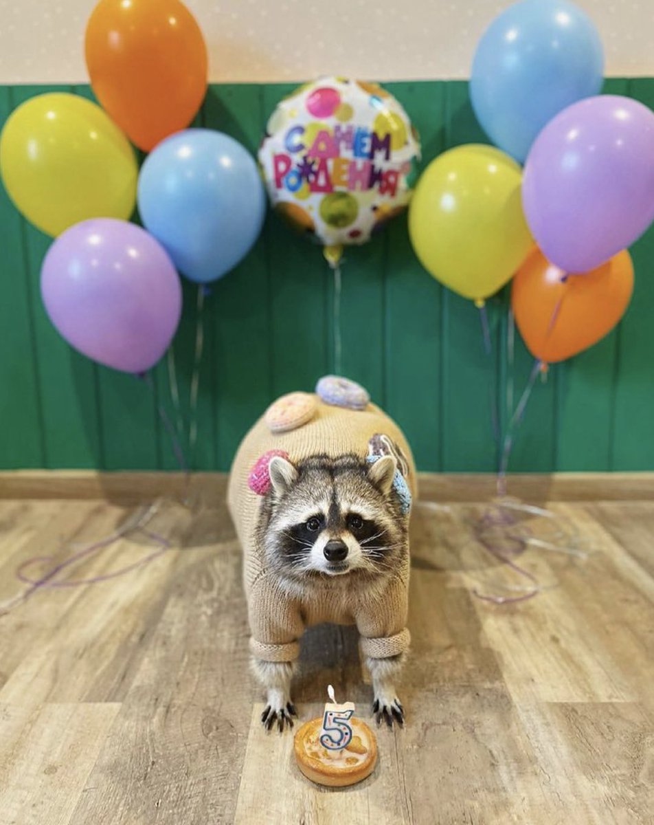 Raccoons Hourly (@raccoonhourly) on Twitter photo 