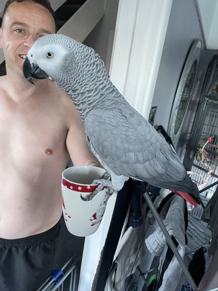 ITS MY HATCHDAYYY 🥳🎈 Today I am 7 years young , full of banter & a little bit wild & they wouldn’t change me for the world BUT they would change the world for me! #BIRTHDAY #7today #sidslife #1lovedbirb #parrotsoftwitter #biryhdayboy #Wednesdayvibe #treatsallday 😝👌🏻💙