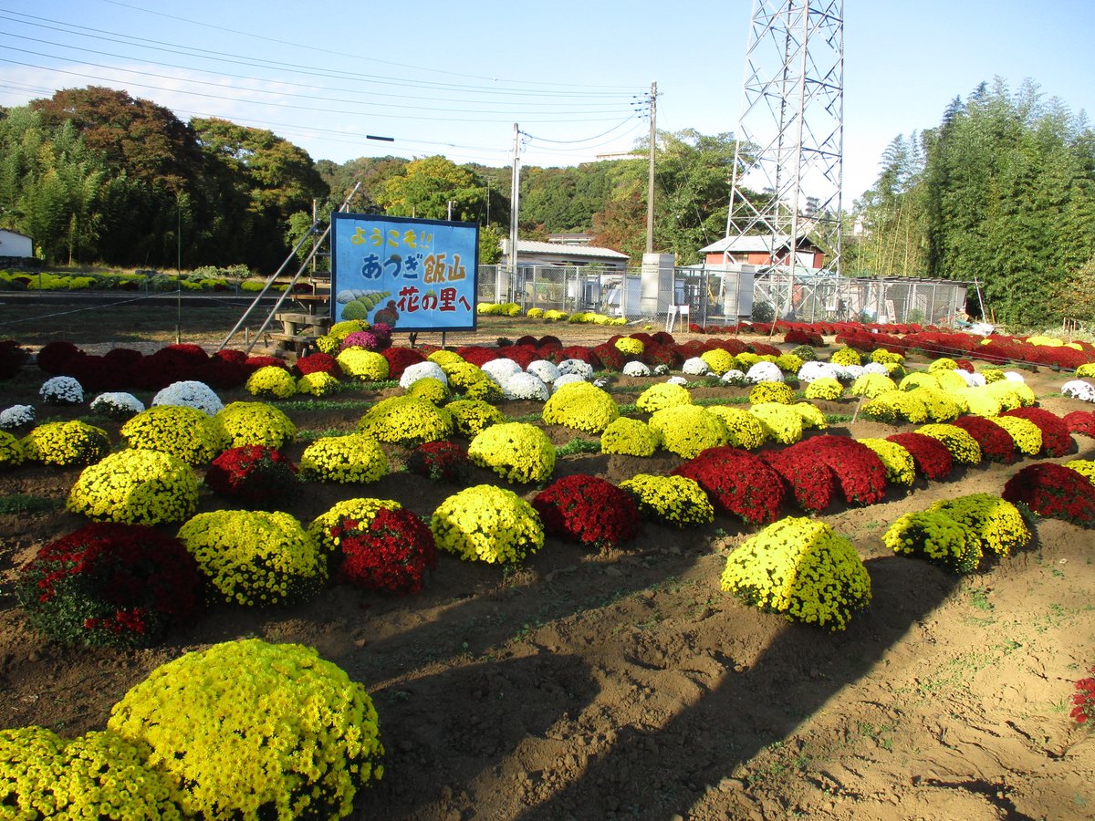 神奈川県厚木市・飯山温泉のざる菊が満開。
近くにお住いの方は是非行ってみては？