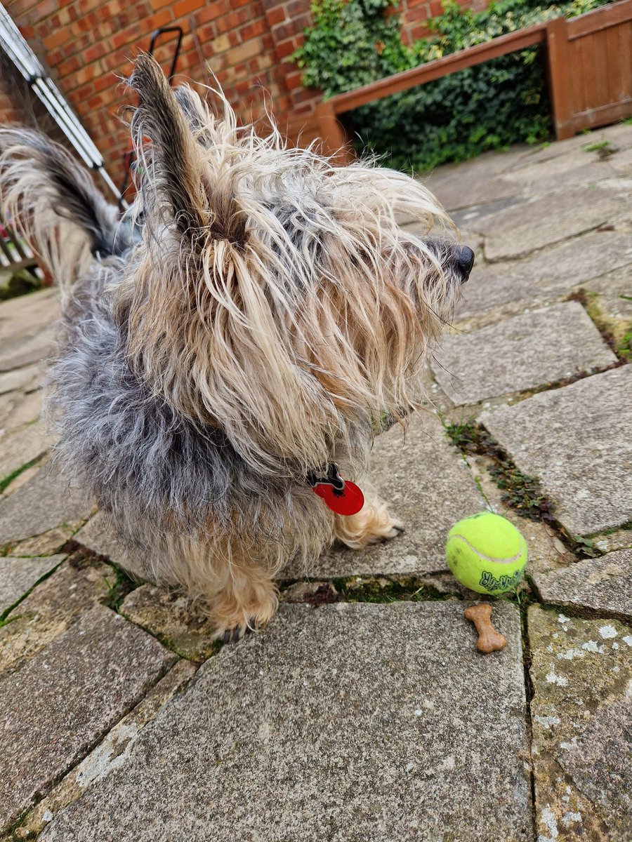 Mmm....gravy bone and borlee #Perfect