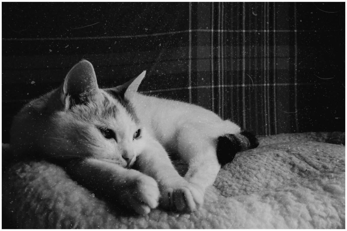 pekomo (@pm_kirua) on Twitter photo 