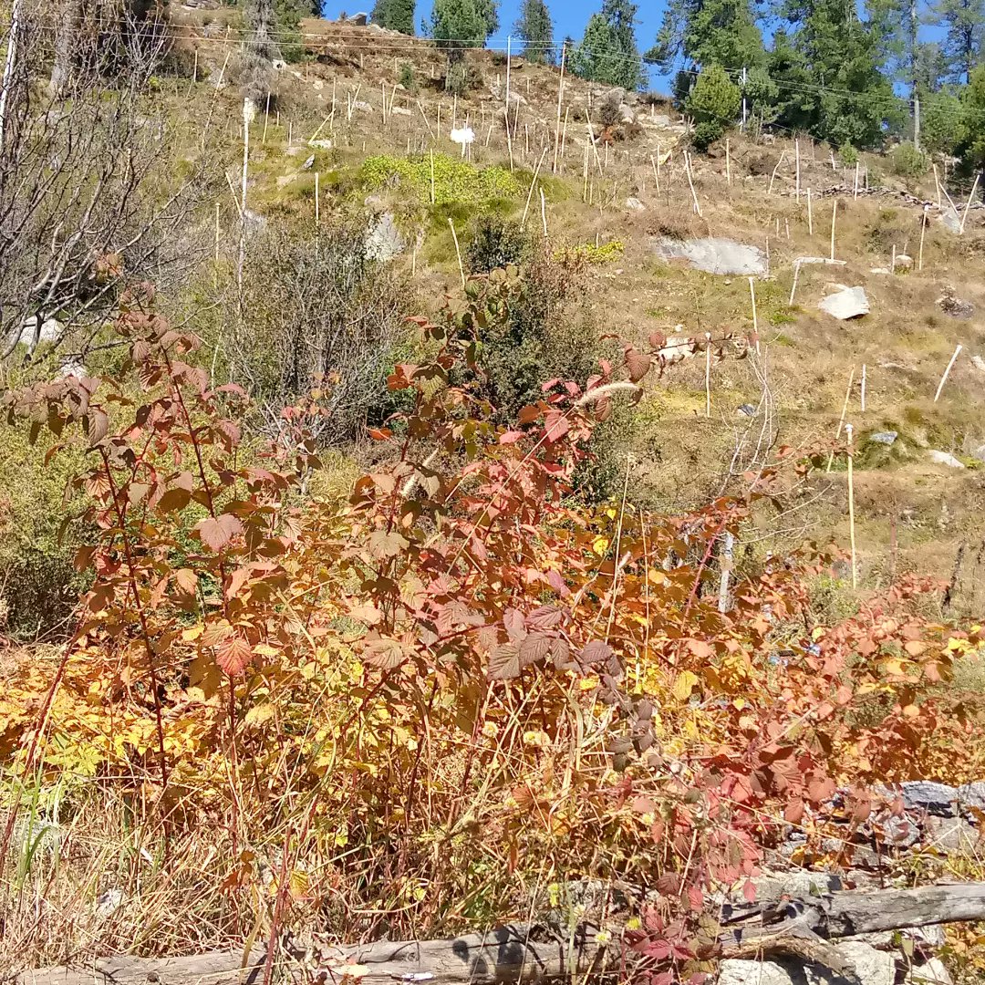 Rajinde15863622's tweet photo. Autumn in . Himachal Pradesh
#HimachalPradesh
#autumntime #khadrala #rohru #wintertime #welcomebeautiful #autumn https://t.co/zUnRnfE1mB