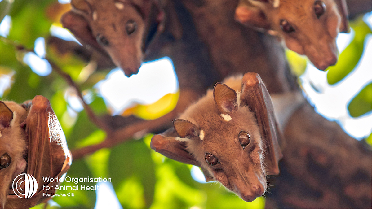WOAH's tweet photo. Tomorrow is World #OneHealth Day!

The One Health approach recognises the interdependence of ✅animal, ✅human and ✅environmental health. #DYK, at least 🦠 75% of emerging infectious diseases 🦠 originate from animals? It's #EveryonesHealth. https://t.co/oo04XGDv4e