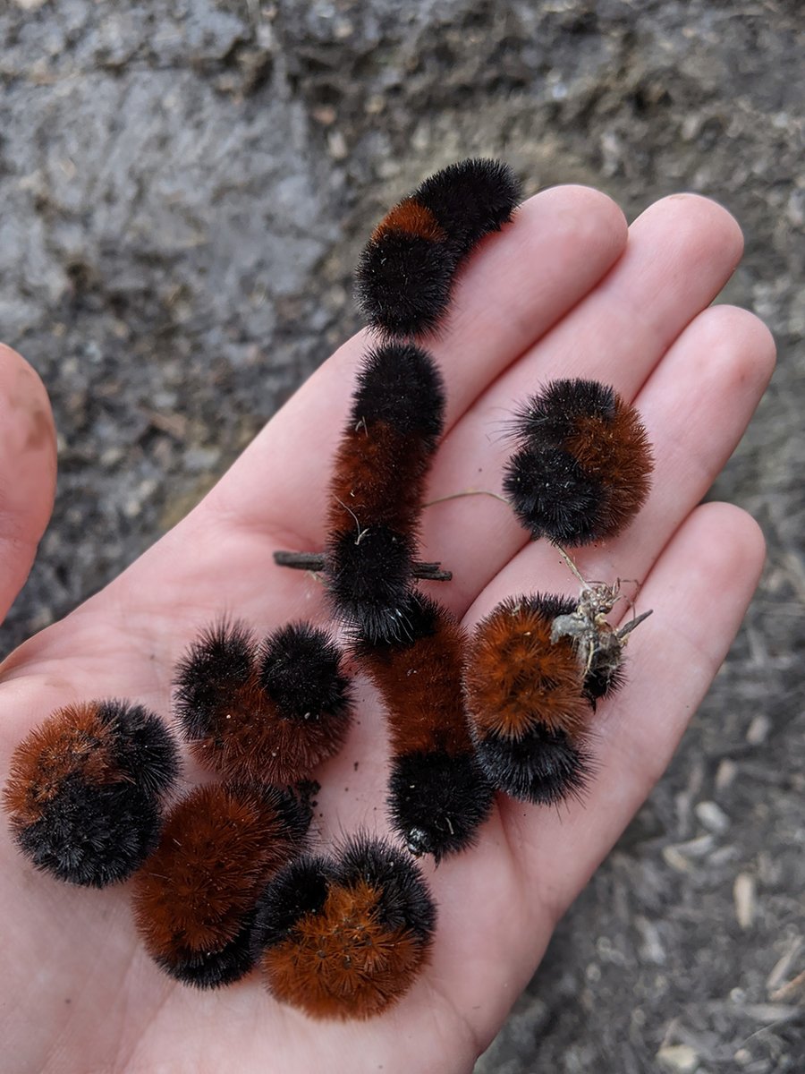 U.S. Fish and Wildlife Service tweet media