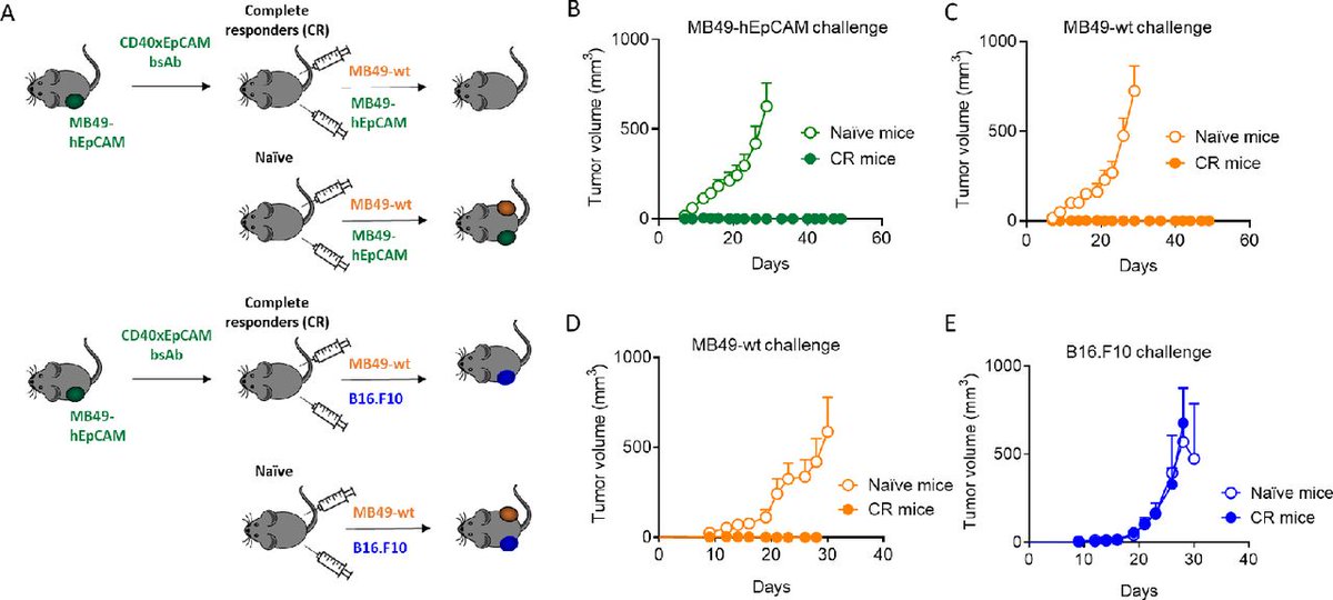 jitcancer's tweet photo. New #JITC article: Bispecific antibodies targeting CD40 and tumor-associated antigens promote cross-priming of T cells resulting in an antitumor response superior to monospecific antibodies https://t.co/4280sOaGUL @EllmarkPeter https://t.co/6FPTp4Y3iZ