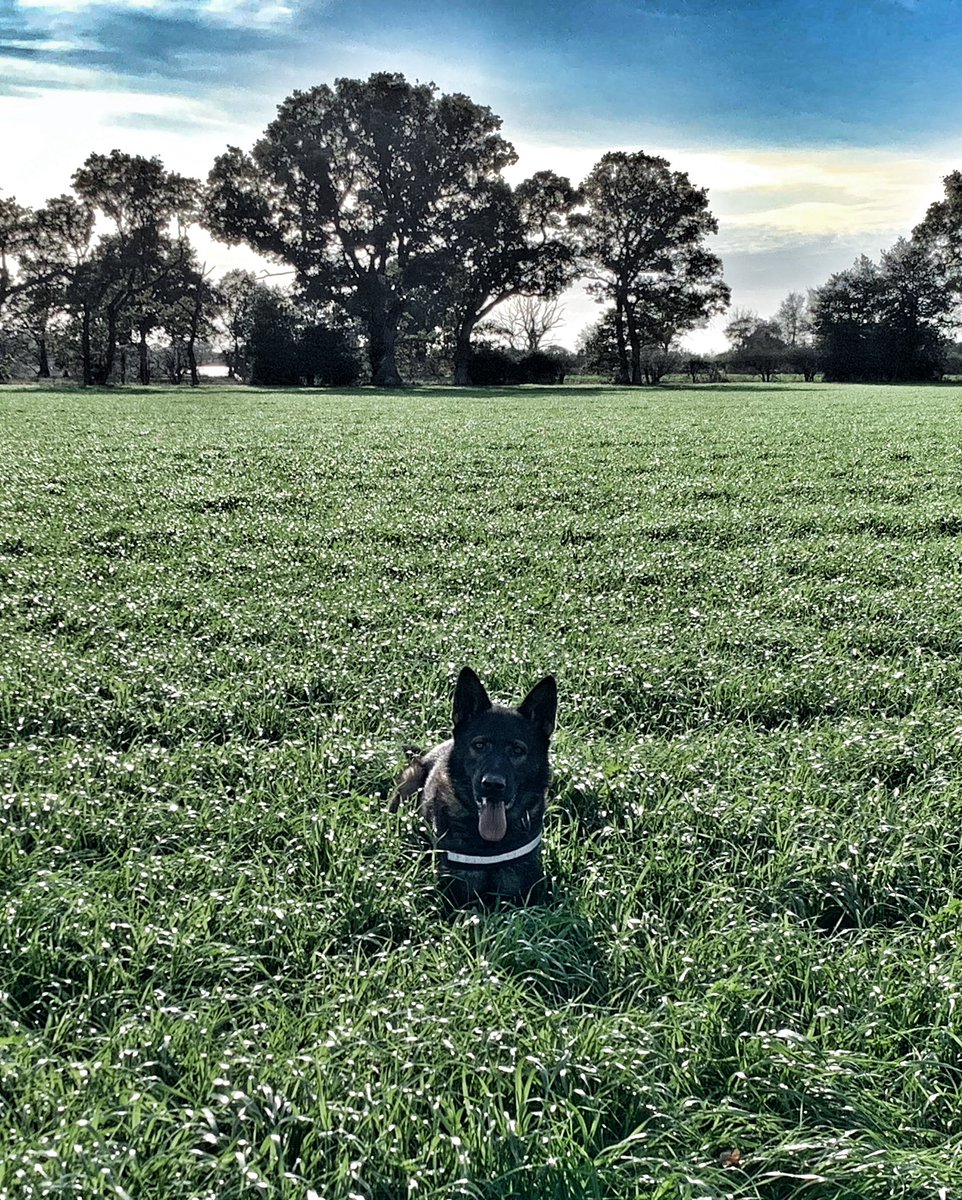NSPoliceDogs's tweet photo. PD Ted starting to make a habit of this π πππ½π
A male vanishes into the night in @IpswichPolice intending to end his life, after a large scale search commenced Ted did his thing & tracked over 2km to find him & get him the help he desperately needed #ipswich #PDTed #853 https://t.co/5kzrIsjBoY