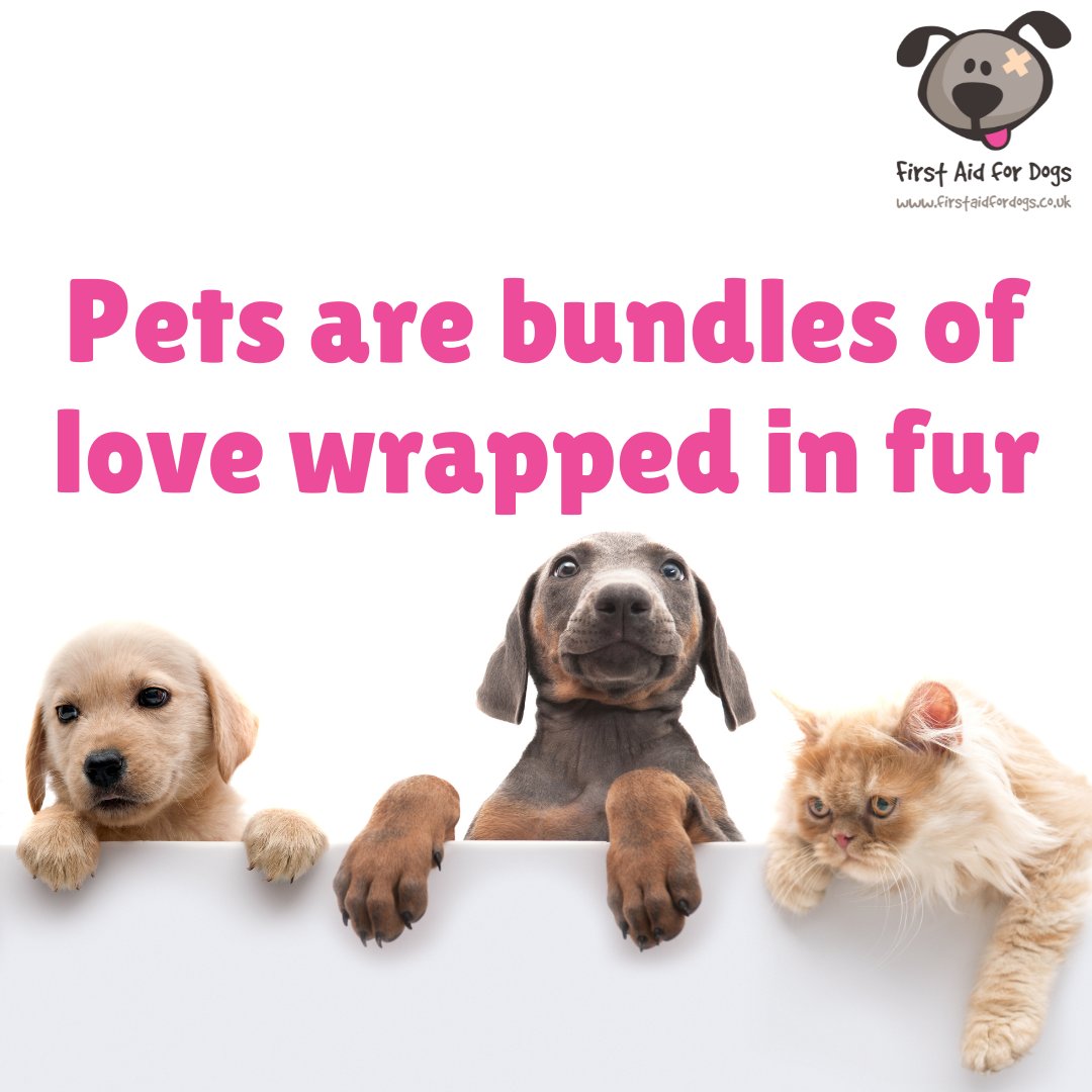🐶🐱Pets are bundles of love wrapped in fur🥰💚
😊Who agrees?!

#FirstAidForDogs #CanineFirstAid #PetFirstAid #DogFirstAid #DogWalker #DogProfessional #DogBoarder #Kennels #DogGroomer #DogSitter #DogOwner #DogLover #Angmering #Worthing #Littlehampton #Sussex #Brighton #Hove