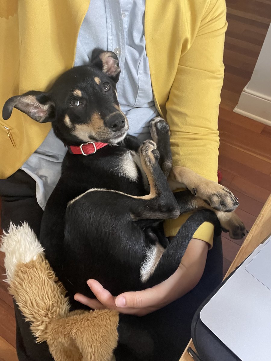 beacarbone's tweet photo. he sleeps in the weirdest ways and is impossible to photograph awake because he is ALWAYS moving, but meet Mograph aka Mo! https://t.co/z99fqfVwb9