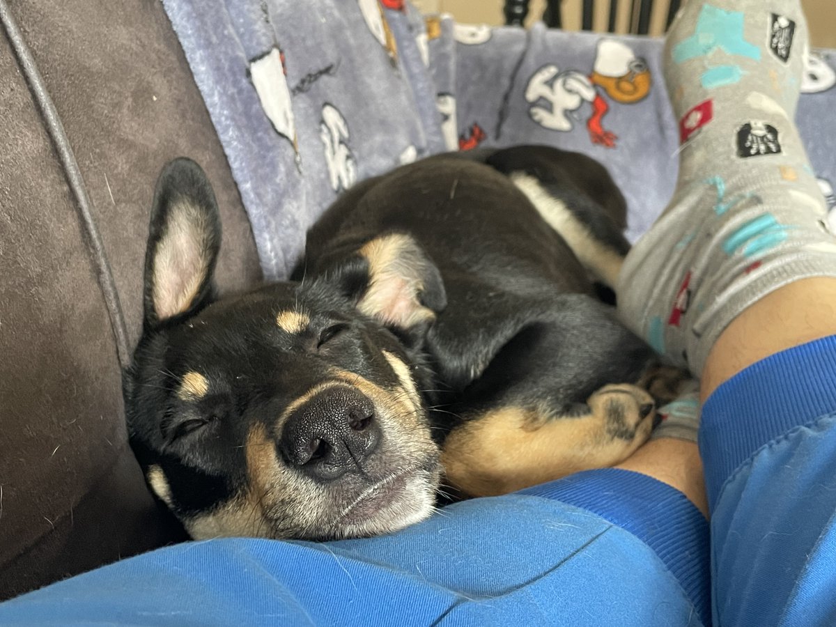 beacarbone's tweet photo. he sleeps in the weirdest ways and is impossible to photograph awake because he is ALWAYS moving, but meet Mograph aka Mo! https://t.co/z99fqfVwb9