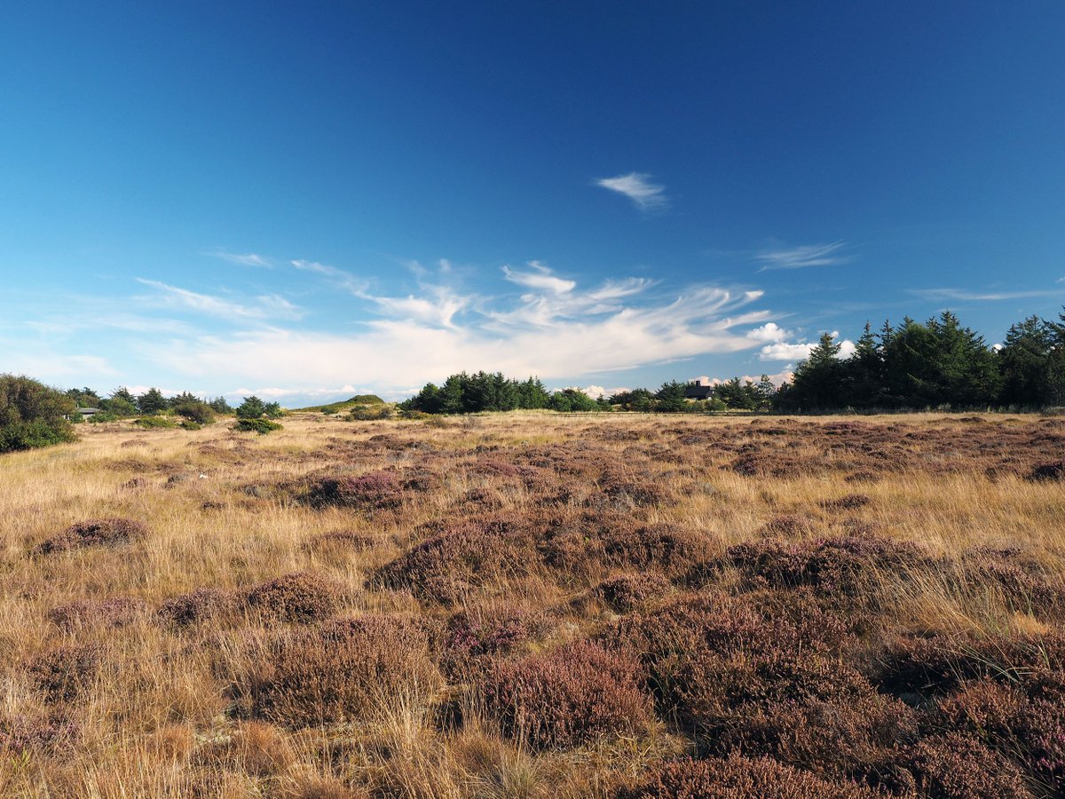 The landscapes of North Jutland are traversed by the railway to Skagen, crossing sand dunes which have been stabilised for centuries by heather and grasses. It is a really beautiful part of the world… Photo © hidden europe