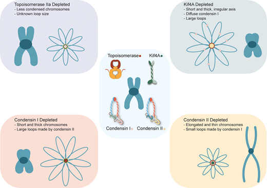 Biochem_Journal's tweet photo. Bastiaan Dekker & @job_dekker provide a comprehensive review of the molecular machines that fold mitotic chromosomes and highlight future directions in this exciting field. Read here in #BiochemJ #OpenAccess
https://t.co/ZLdpZx8PkE https://t.co/3JzugcKPlz