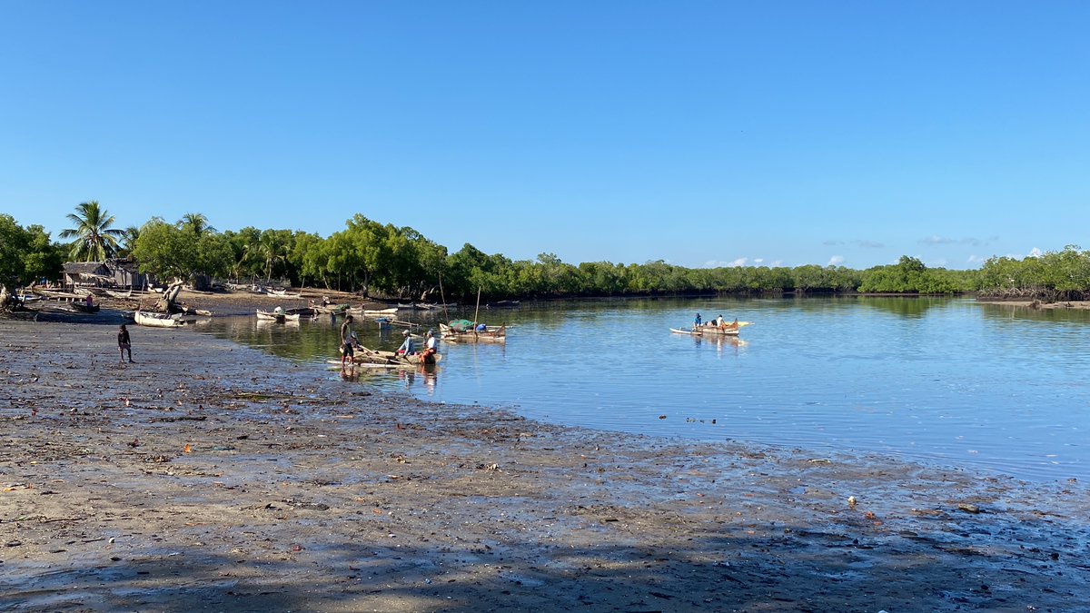 We met some marvelous Madagascar mangroves that motivated a model for MPA management. Thanks <a href="/BlueVentures/">Blue Ventures</a>! 
securefisheries.org/news/madagasca…