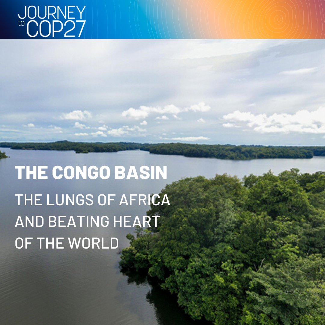 Are you familiar with the Congo Basin? Take a virtual journey to the 'lungs of Africa' and learn how #AfricaACTs on climate change. Click here: wrld.bg/kjyi50Lot1b #ClimateActionWBG #COP27