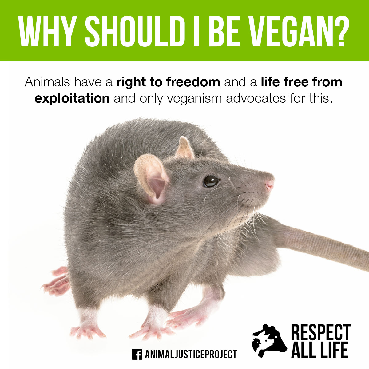 Why should I be vegan?

Animals have a right to freedom and a life free from exploitation and only veganism advocates for this.

animaljusticeproject.com
#WorldVeganMonth #AnimalRights #AnimalJustice #NonHumanPerson #SomeoneNotSomething #AnimalJusticeProject #EthicsOverHabits