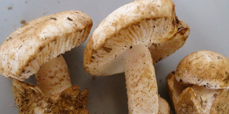 Publi_MNHN's tweet photo. [#Mycology] 🍄 The Amidella clade in Europe (#Basidiomycota: #Amanitaceae): clarification of the contentious Amanita valens (E.-J.Gilbert) Bertault &amp; the importance of taxon-specific PCR primers for identification.

🔗 https://t.co/QcVzAZHBDH
✒️ @myco_RAC et al.
#mushrooms https://t.co/vk4nUDHGHF