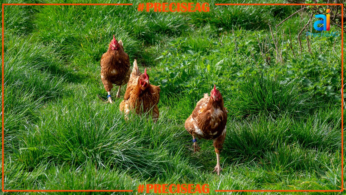 PreciseAGai's tweet photo. 10 Experimental And Mind-Bending SMART POULTRY HEALTH Techniques That You Won't See In Textbooks
Immediate answers with https://t.co/jM4KhcAB8J:
https://t.co/oGza9aqEIr
#smartpoultryhealth #bottombillion #foodsecurity #PreciseAG.ai #biosecurity https://t.co/DsyrtTsJsx