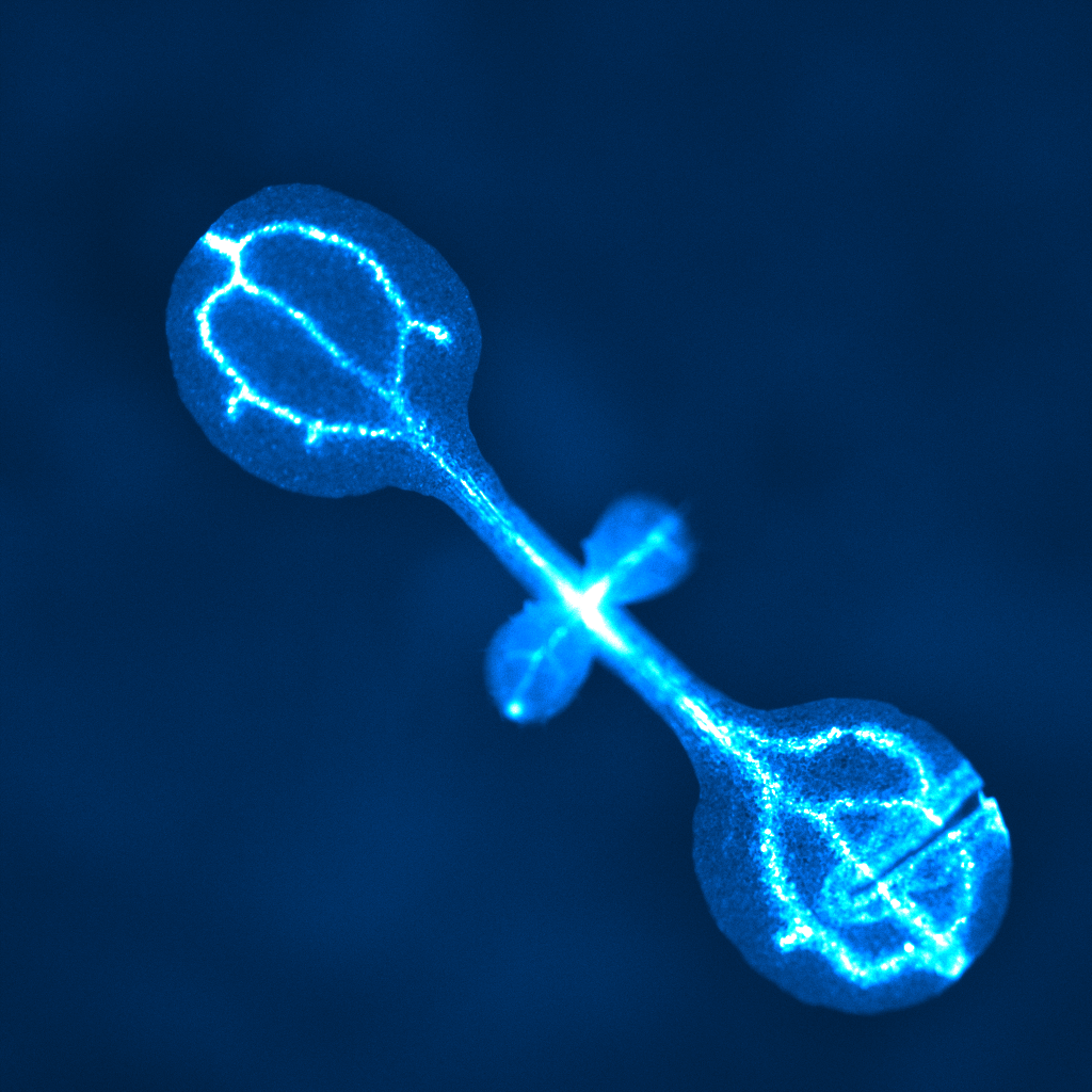 John Innes Centre (@johninnescentre) on Twitter photo BLOG - Unravelling a calcium conundrum – the story behind a pioneering research paper
Read the story behind the Faulkner group's latest findings on plant wounds/stresses, and how it is challenging previous theories
<a href="/BBSRC/">Biotechnology and Biological Sciences Research</a> <a href="/NorwichResearch/">Norwich Research Park</a> @pd_christine
okt.to/Nu7SOb BLOG - Unravelling a calcium conundrum – the story behind a pioneering research paper
Read the story behind the Faulkner group's latest findings on plant wounds/stresses, and how it is challenging previous theories
<a href="/BBSRC/">Biotechnology and Biological Sciences Research</a> <a href="/NorwichResearch/">Norwich Research Park</a> @pd_christine
okt.to/Nu7SOb