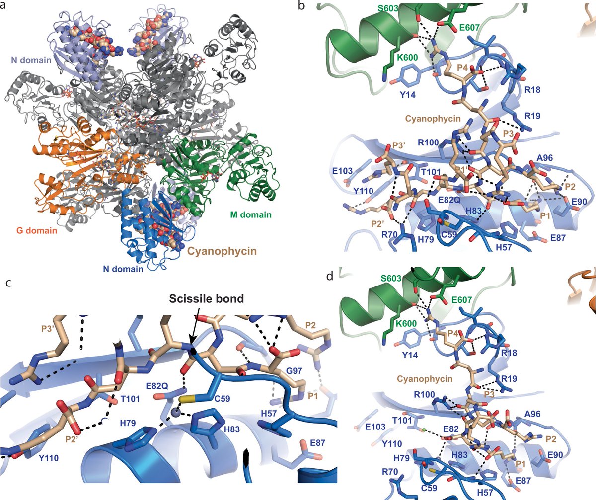 The @Schmeinglab at @CRBSMcGill show that Cyanophycin synthetase CphA1 has a cryptic 3rd active site that cleaves cyanophycin into primers for self-sufficient biosynthesis. #FRQScommunite #SwissArmyEnzyme go.nature.com/3FTt347