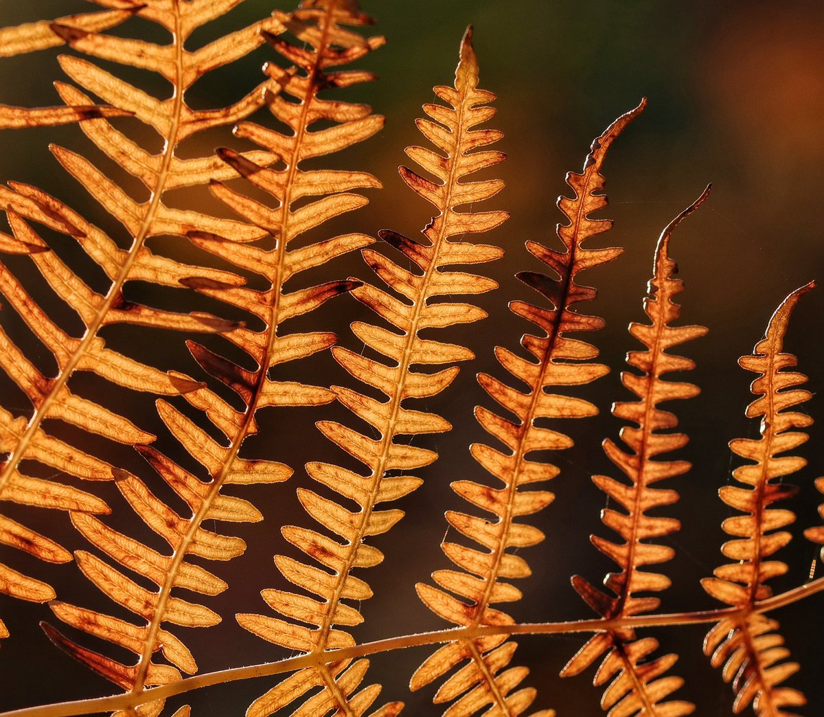 Early morning #fern @ThePhotoHour #TwitterNatureCommunity #autumn #fall @CanonUKandIE