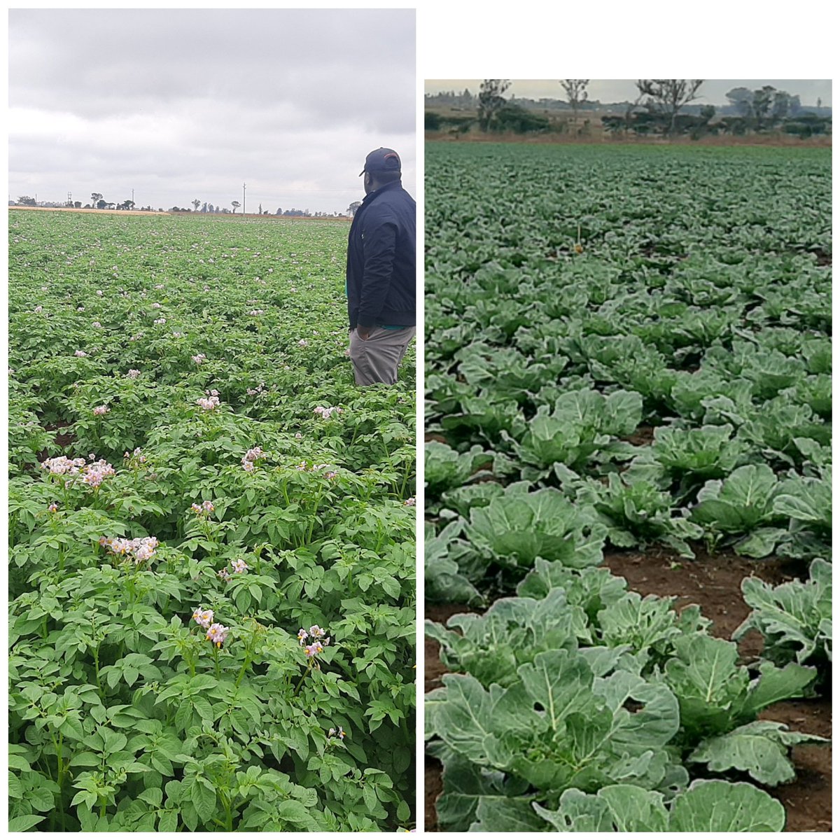 This December i got you covered got 500 000 DBM free cabbages star 3311 for you and high quality potatoes for you as well