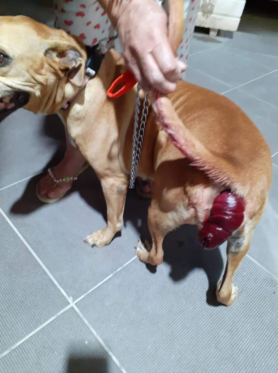 #ΕΠΕΙΓΟΝ ‼️
ΒΡΕΘΗΚΕ ΜΕ ΤΟ ΕΝΤΕΡΟ ΕΞΩ ΜΠΑΙΝΕΙ ΕΠΕΙΓΌΝΤΩΣ ΧΕΙΡΟΥΡΓΕΊΟ 🙏
ΟΠΟΙΟΣ ΕΠΙΘΥΜΕΊ ΝΑ ΒΟΗΘΗΣΕΙ ΔΙΝΕΤΑΙ ΛΟΓΑΡΙΑΣΜΌΣ ΚΛΙΝΙΚΗΣ ΓΑΛΑΝΗ ΔΉΜΗΤΡΙΟΥ
 IBAN ALPHA BANK :
GR2801405600560002002006290
IBAN ΕΘΝΙΚΗ : 
GR7101104510000045100284608
ΑΙΤΙΟΛΟΓΊΑ: Αδέσποτο Ηλεία