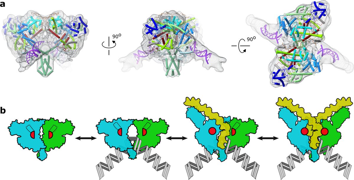 CryoEM structures of transposase from the Tn3 family &amp; bound to transposon ends suggest a family-specific regulation mechanism <a href="/ashkumatov/">Alex</a>, @RouslanEfremov, @nicaryanpourm, <a href="/BernardHallet/">Hallet Bernard</a> <a href="/VIBLifeSciences/">VIB</a>, @UCLouvain_be

go.nature.com/3SXruVm