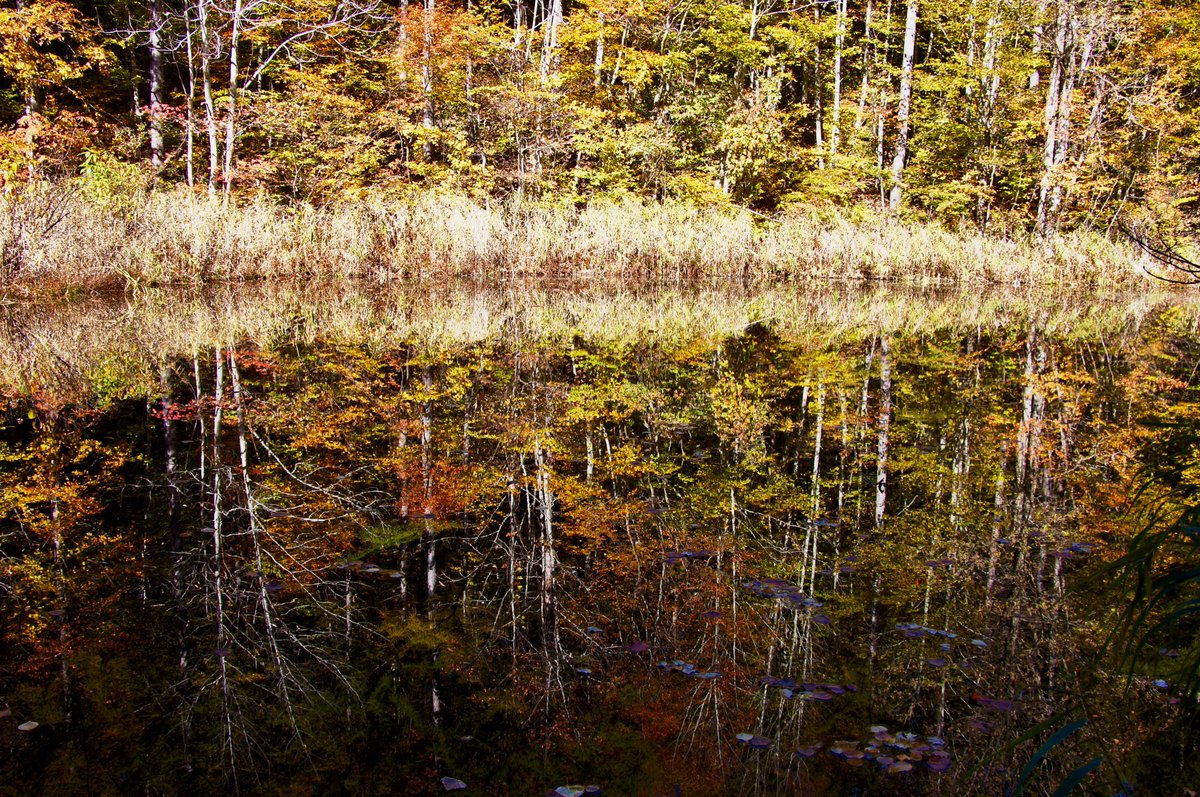 kokokarincyo tweet media