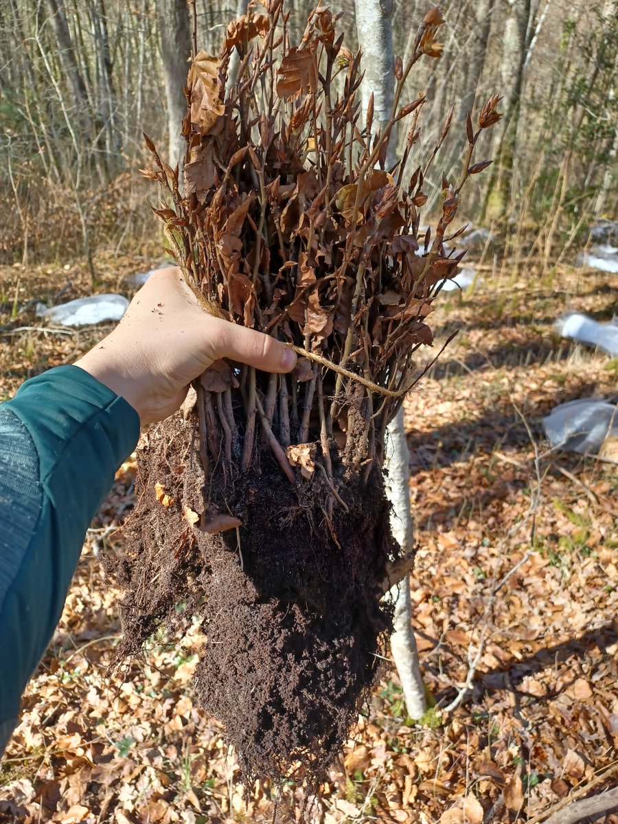 AlexandreRaimb8's tweet photo. Forest experiment on the influence of mycorrhizal networks on the growth of Fagus sylvatica seedlings (based on the protocol of @jhooooks &amp; al)
#CMN #fungi #forests #ectomycorrhizal #eDNA https://t.co/CVO9IHbxF1