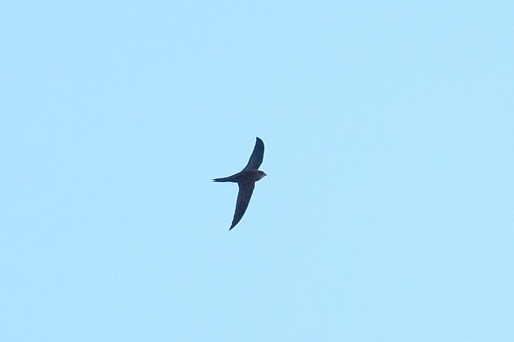 RSPBLeightonM's tweet image. It&apos;s a Leighton Moss first. Thanks to Nigel Maitland&apos;s photos, we have a confirmed #pallidswift sighting from Friday 28 October. Have you spotted an unseasonal swift over the past week? 👇
