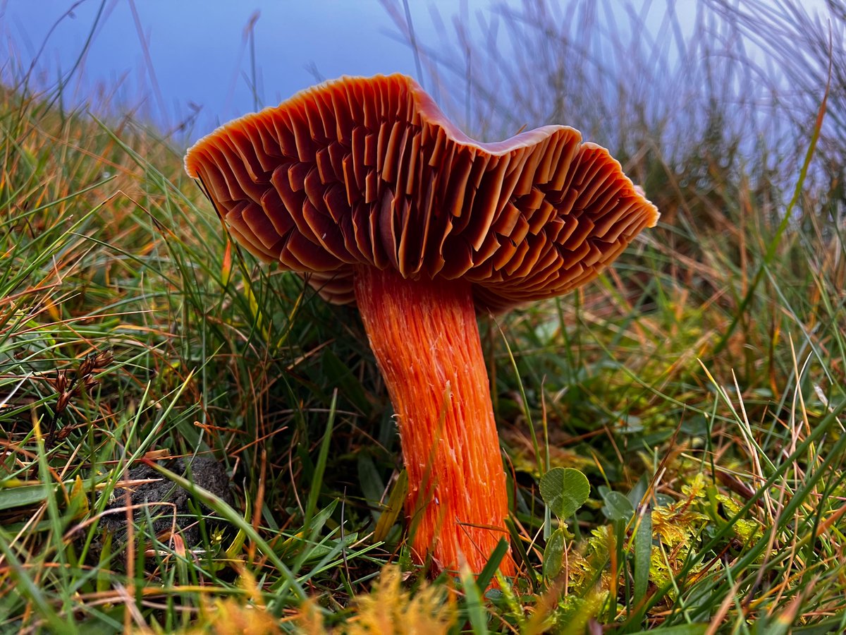 I don’t think I’ve ever seen a bigger waxcap than this absolute unit of a Crimson (Hygrocybe punicea) I bumped into last week. Bigger than most Field Mushrooms, it stood out like a beacon across the turf.