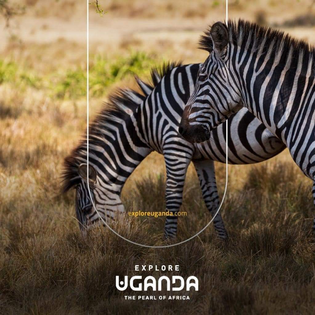 There are lots of thrilling ACTIVITIES you could INDULGE in while in western Uganda 🇺🇬 this month, like a TRIP to the gem that’s Lake Mburo National Park 🦓. 

#MakeItUG 🇺🇬 
#UniquelyOurs
#ExploreUganda
#MadeFromAfrica 🌍