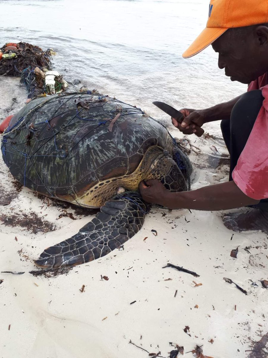 Ghost nets are ghost killers, sea turtles are highly at risk of strangulation in both waters and beaches, we thank our turtle monitors who work tirelessly with fishermen to ensure safety of our wildlife in the south Coast of Kenya. 
#GGGI 
<a href="/eracoma_consult/">ERACOMA</a> 
<a href="/JoannaTooleFdn/">Joanna Toole Foundation</a>