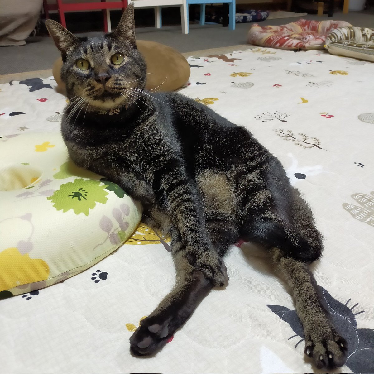 aizu_megoneko's tweet image. #會津めごねこ  本日の営業は終了しました

明日3(祝)は13:30オープン予定です

#貞吉 の片肘ついて座るこのスタイル

猫らしくないというか、人間ぽいというか笑

#明日は祝日
#文化の日
#めごい猫に逢いに来てね
#触れ合える猫カフェ
#猫茶店
#会津
#猫カフェ #めごねこ 
#固定ツイート見てね