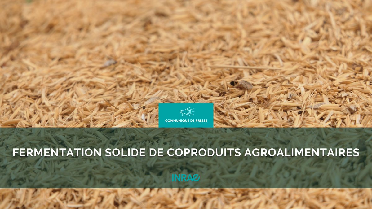 INRAE_France's tweet image. #RP_INRAE♻️Valoriser les coproduits alimentaires par la fermentation solide : quels impacts environnementaux ? 
🔎Analyse pionnière dans @NatureFoodJnl aux résultats encourageants
🔧Des outils à intégrer pour aider à la décision
▶️url.inrae.fr/3SVHiIu