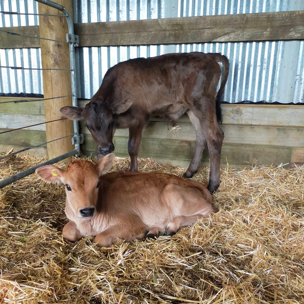 Lynley Tulloch tweet media