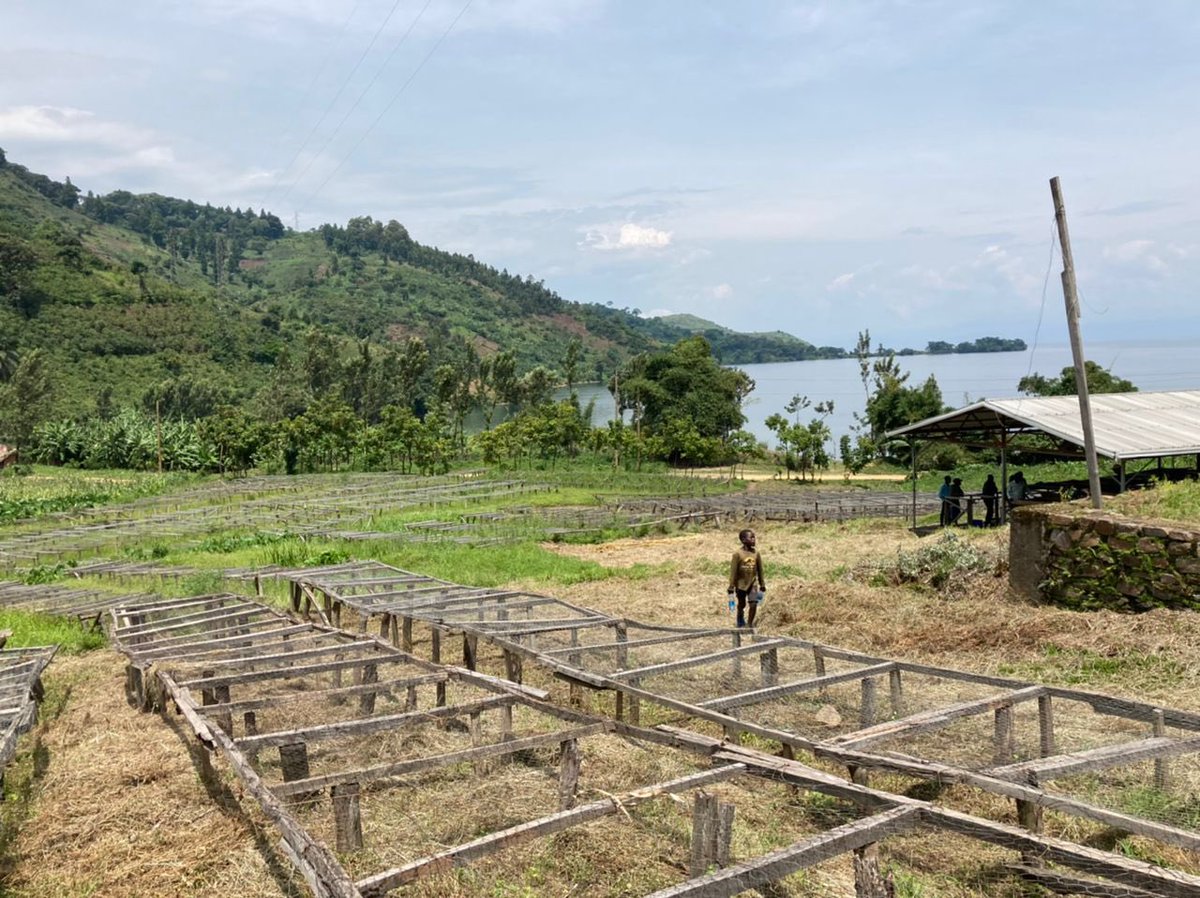 BelgiqueRDCongo's tweet photo. Visite ce week-end aux stations de lavage café à Lutumba et Nobo construites avec l’aide de l’association Comequi 🇧🇪 permettant à des centaines de producteurs avoisinant à vendre leur café bio à un prix fort intéressant!☕️
#comequi https://t.co/WvwgJ0RV8C