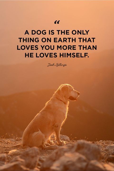 dogloverclub24's tweet photo. A DOG IS THE ONLY THING ON EARTH THAT LOVES YOU MORE THAN HE LOVES HIMSELF.
❤️support dog👉@doglovers_tweet

#Dogsoftwitter #Dogs #DogsOnTwitter #DogLoversTweet https://t.co/TGCKwi1ywu