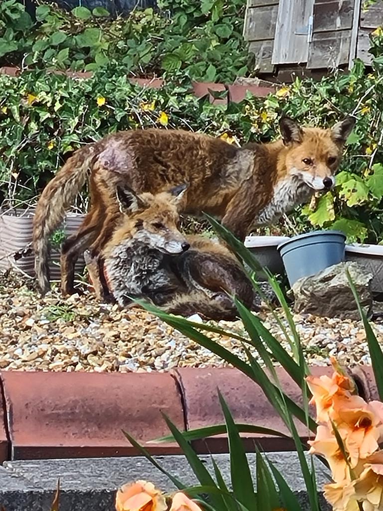 #FoxOfTheDay

We have a family of 3 who regularly sleep and sunbath in our garden but are very thin and suffering from mange! We wonder should we contact a wildlife vet to see if there's anything we can do?