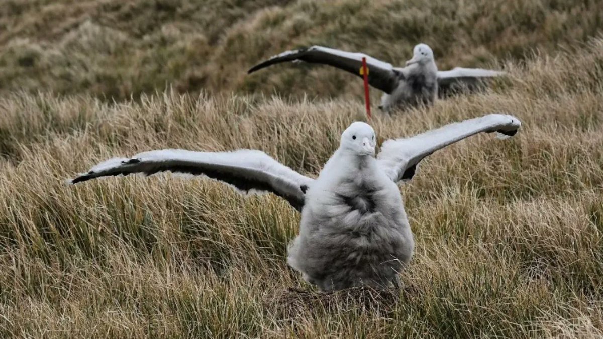 Flying lessons have started for the Wandering albatross chicks on Bird Island and they might just be the cutest we have seen! #AlbatrossStories 📸: Erin Taylor