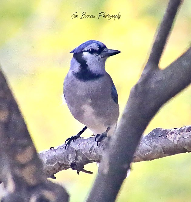 Jbusc33's tweet photo. #bluejay #birdsofinstagram #audubonsociety #lookingforfood #wildlife #bluejaysofinstagram #your_best_birds #news8photo @News_8 @13WHAM #bh_wildlifephotography #picturetokeep_weekly #just_newyork @news10nbc @shutterbugpix https://t.co/stGHTSe2E3