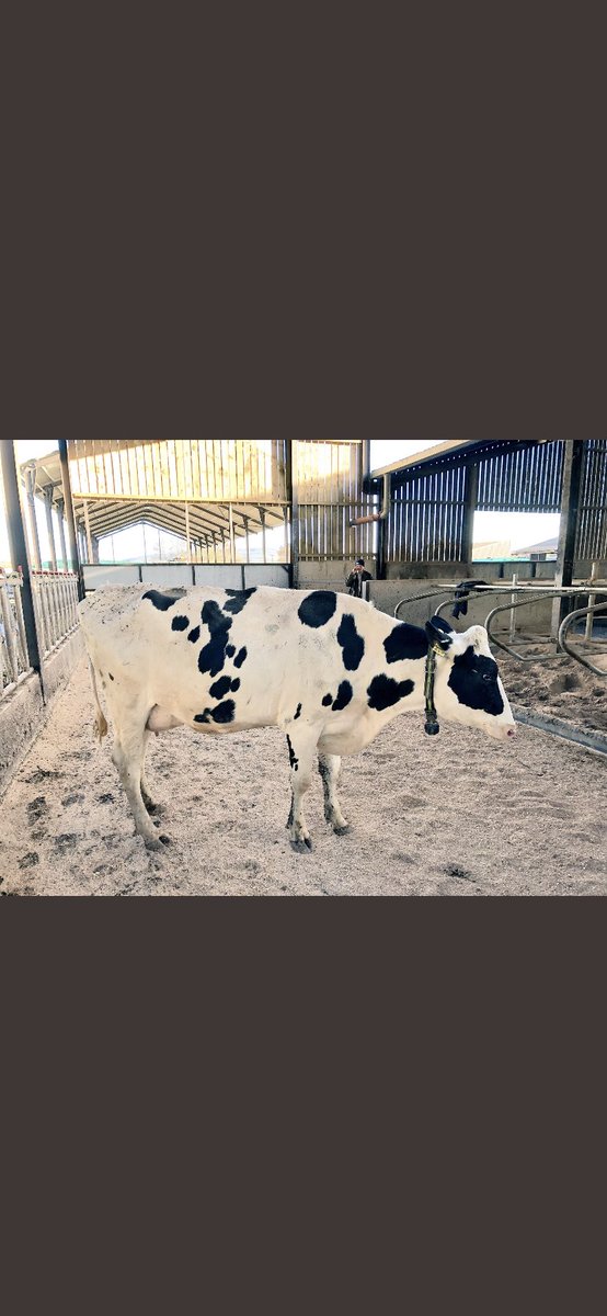 Brymar Holsteins tweet media