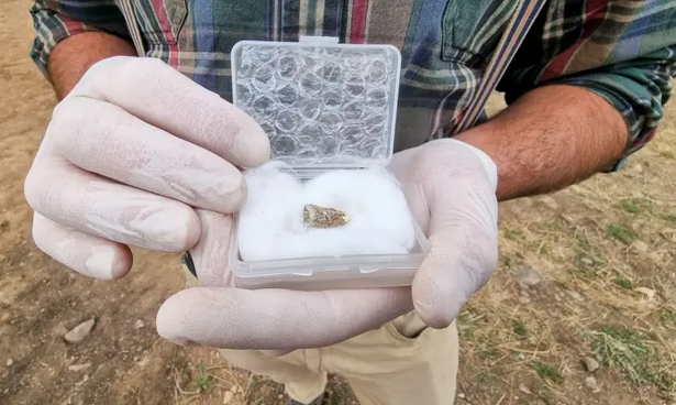 StHughsCollege's tweet photo. Congratulations to 3rd year Arch and Anth student, Jack Peart who found a 1.8m year old Homo erectus mandibular premolar during a dig in Georgia during summer - the oldest hominin remains found outside of Africa. Full story at https://t.co/2p2rTSBaf0 #archandanth #prehistoric https://t.co/oifMSy07We